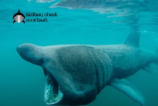 Basking Shark Scotland