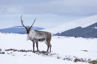Cairngorms reindeer