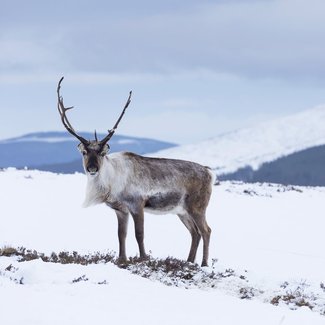 Cairngorms reindeer