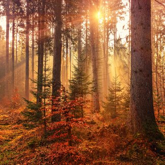 Forest in Autumn