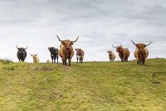 kitchen_coos_and_ewes_36.original