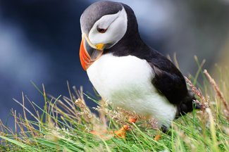 Puffin