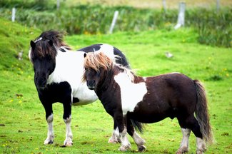 Shetland Ponies