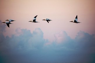 Gannets