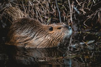 Beaver