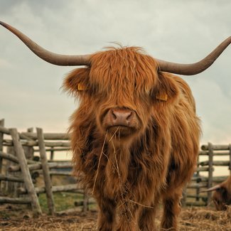 Highland Cow