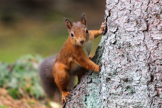 Red Squirrel Cairngorms