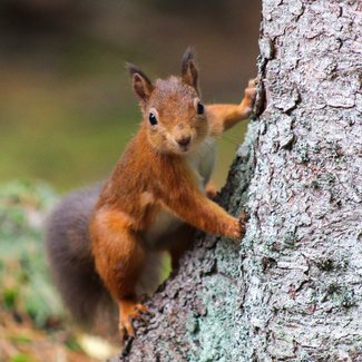 Red Squirrel Cairngorms