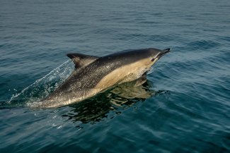 Common Dolphin