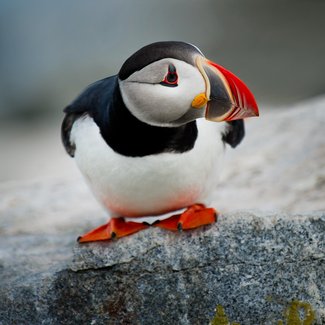 Puffin