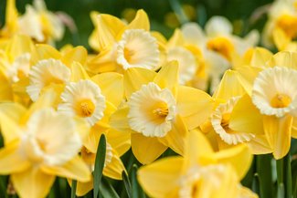 Daffodils